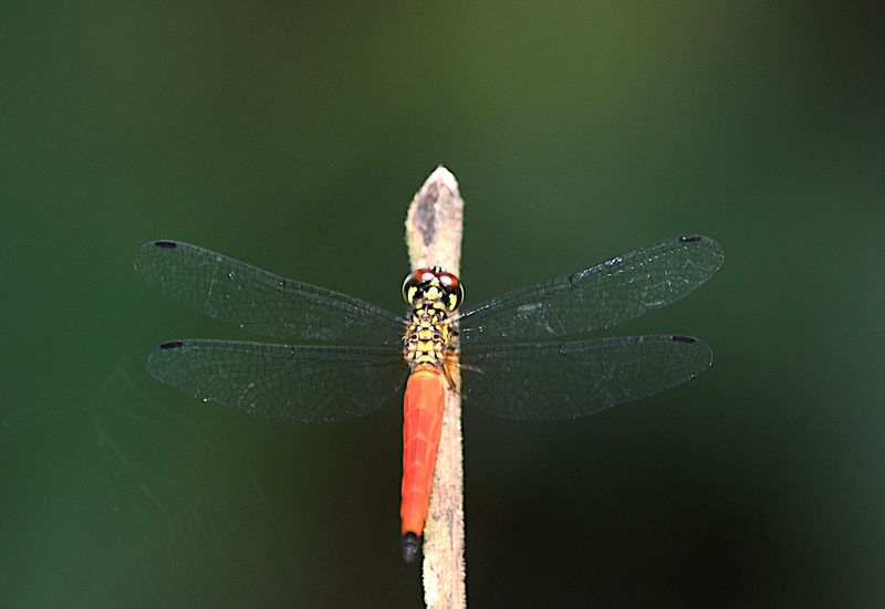 Lyriothemis meyeri