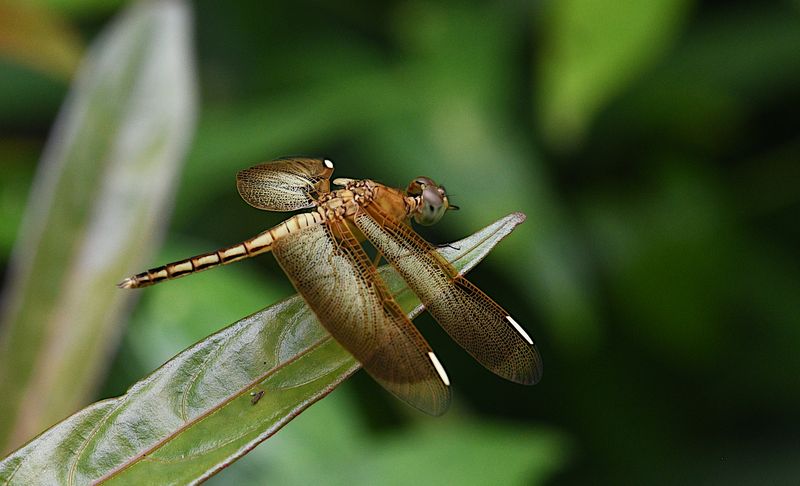 Painted Grasshawk (Neurothemis stigmatizans)