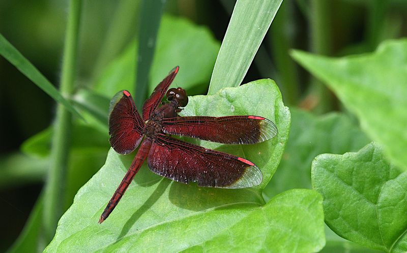 Neurothemis manadensis