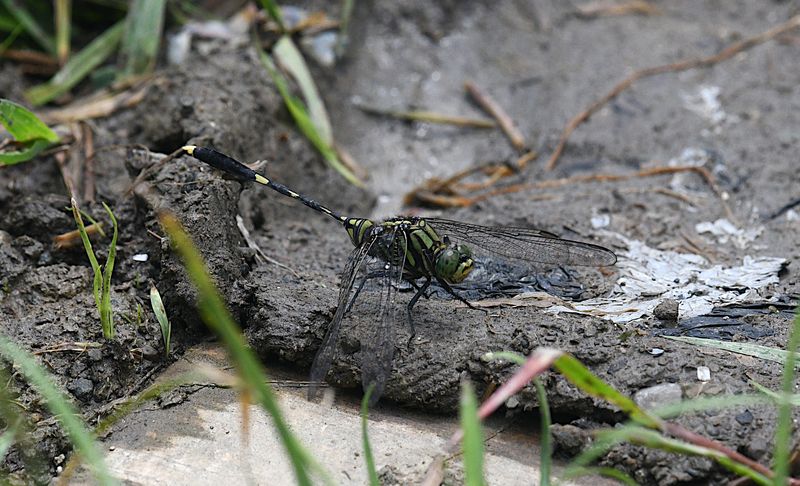 Green Skimmer (Orthetrum serapia)