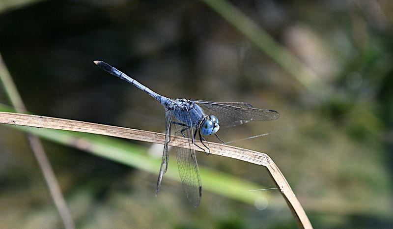 Chalky Percher (Diplacodes trivialis)