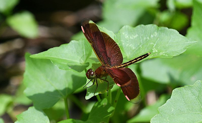Painted Grasshawk (Neurothemis stigmatizans)