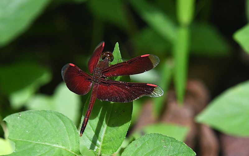 Painted Grasshawk (Neurothemis stigmatizans)