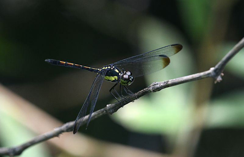Agrionoptera longitudinalis
