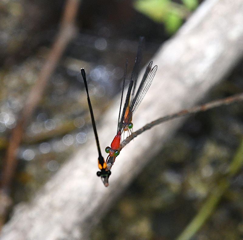 teinobasis sp