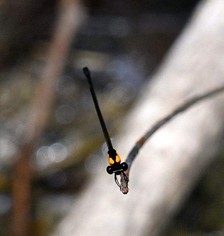 Threadtails Genus Nososticta