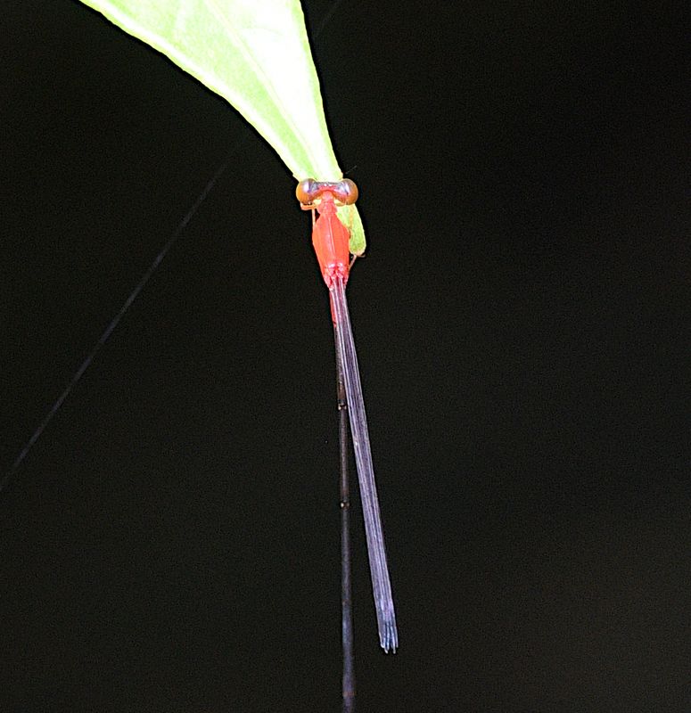 Red-breasted Longtail (Teinobasis rufithorax)