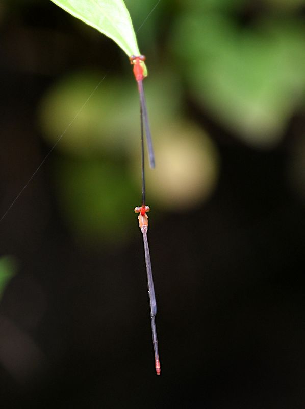 Red-breasted Longtail (Teinobasis rufithorax)