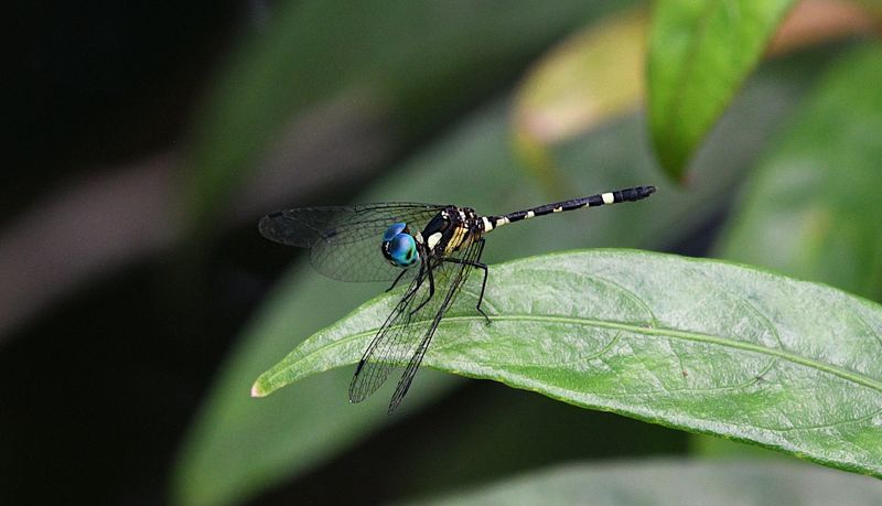 Rainforest Elf (Tetrathemis irregularis)