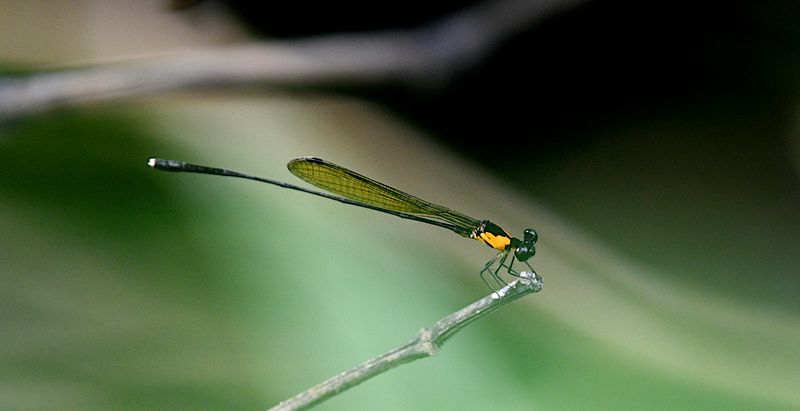 Threadtails Genus Nososticta