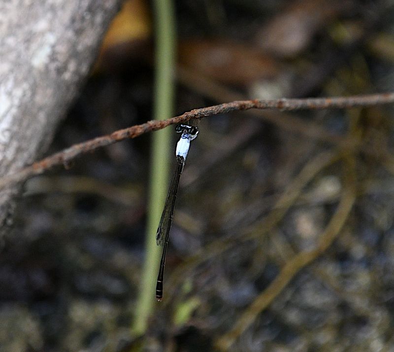 Variable Wisp (Agriocnemis femina)