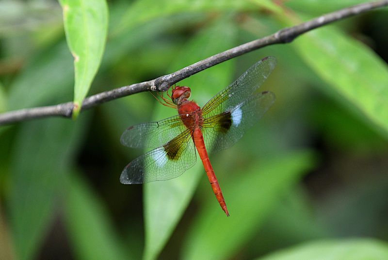  Twister (Tholymis tillarga) 
