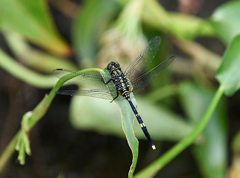 Green Skimmer (Orthetrum serapia)