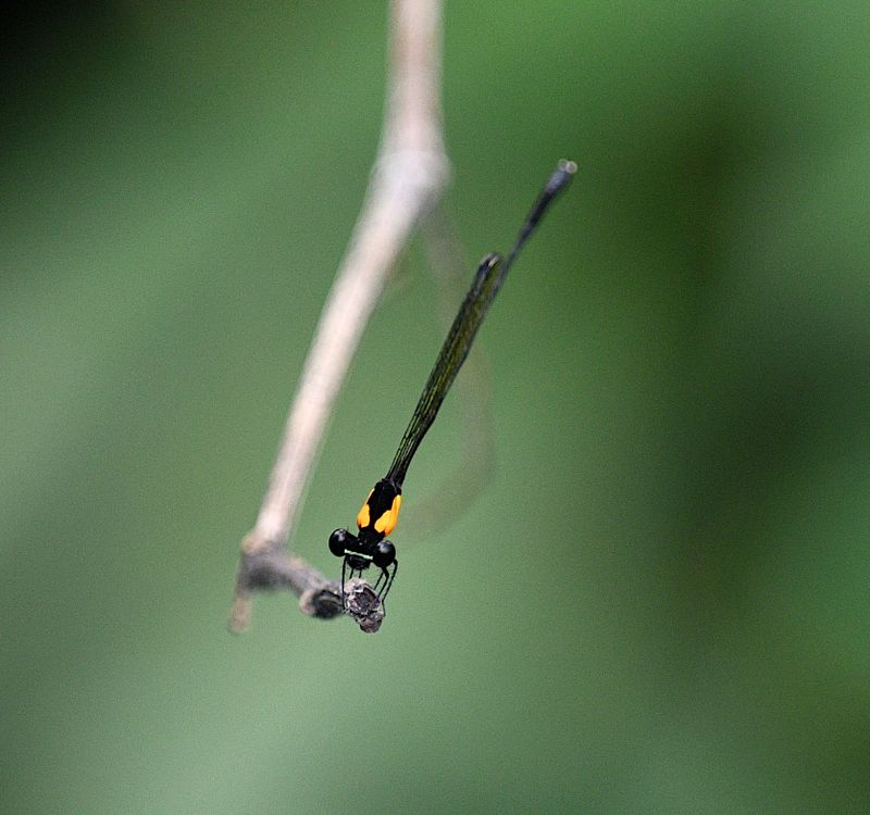 Threadtails Genus Nososticta