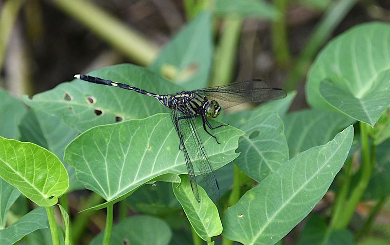 Green Skimmer (Orthetrum serapia)