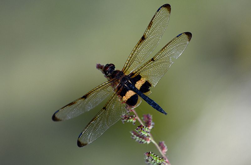Yellow-striped Flutterer (Rhyothemis phyllis)
