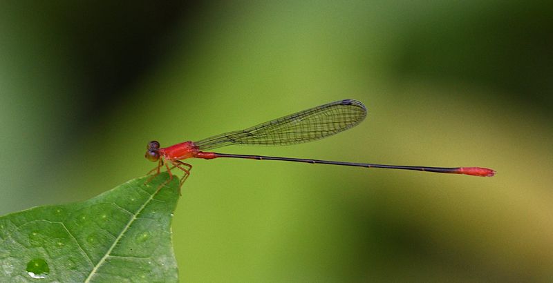 Red-breasted Longtail (Teinobasis rufithorax)