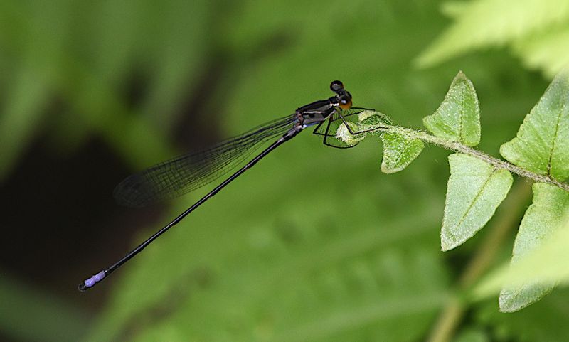 Ictinogomphus lieftincki