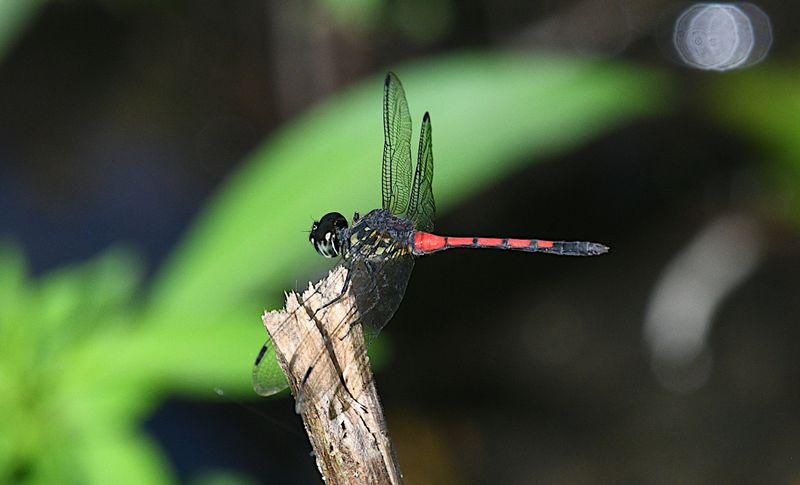Grenadier (Agrionoptera insignis)