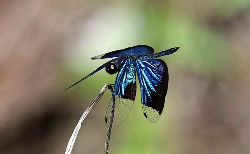 Jewel Flutterer (Rhyothemis resplendens)