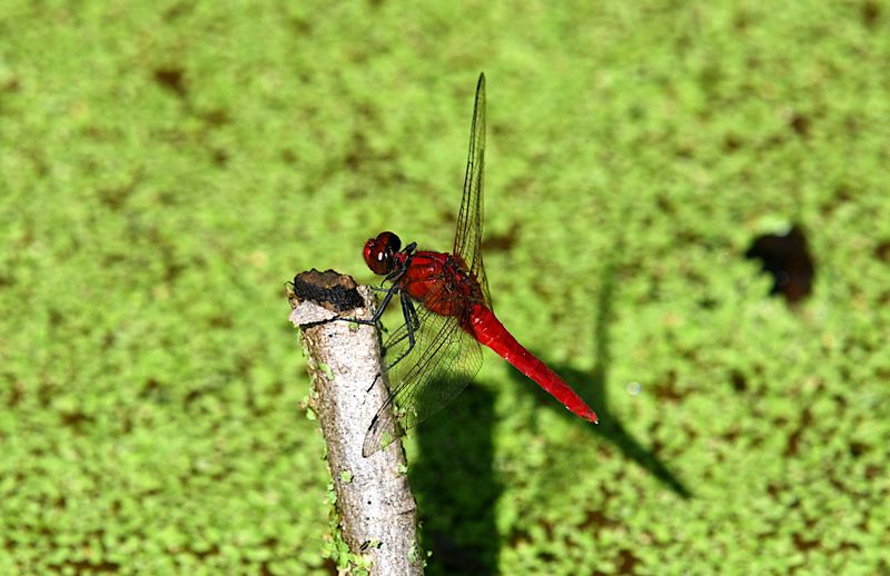 Rhodothemis nigripes