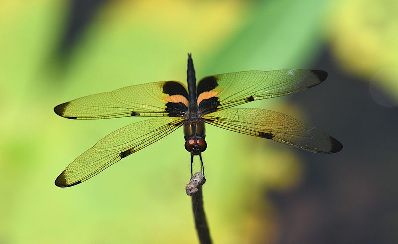 Yellow-striped Flutterer (Rhyothemis phyllis)