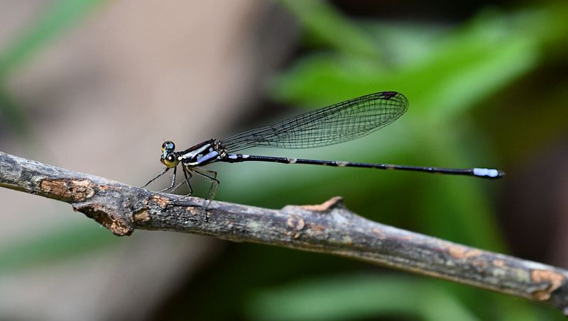 Ictinogomphus lieftincki