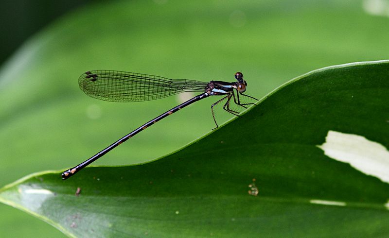 Idiocnemis bidentata