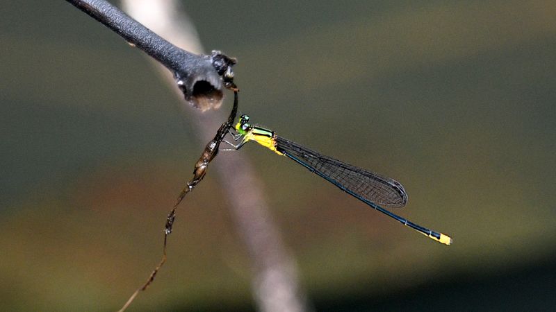 Sprites Genus Pseudagrion