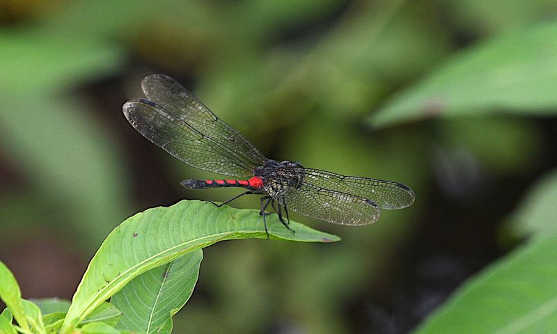 Agrionoptera similis 