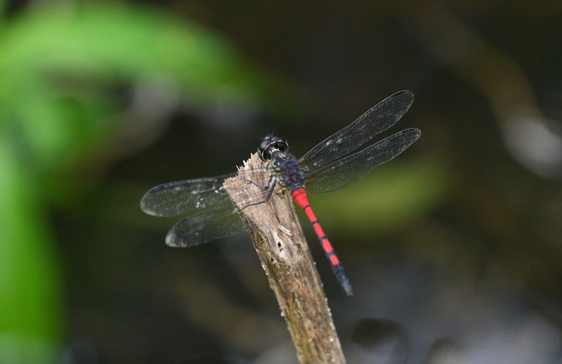Dragonflies of West Papua