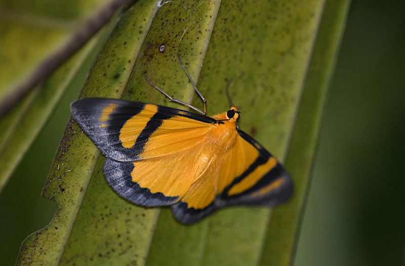 Butterflies  of Indonesia