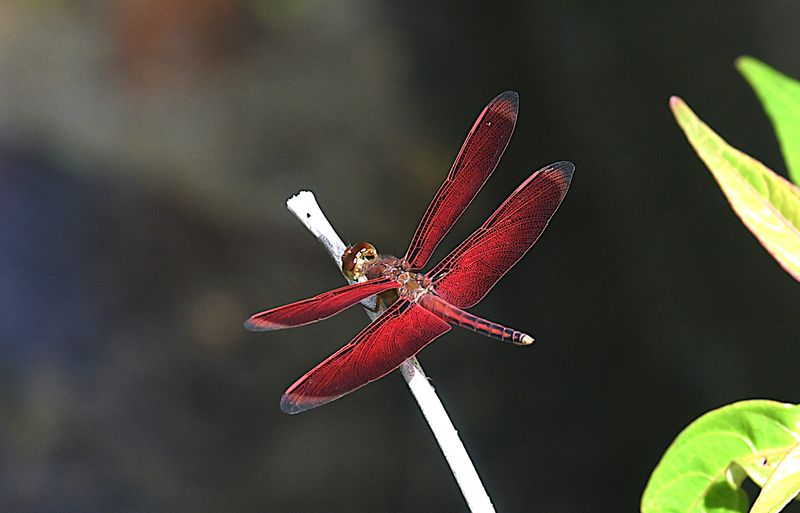 Neurothemis manadensis