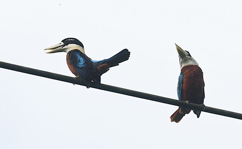 Rufous-bellied Kookaburra