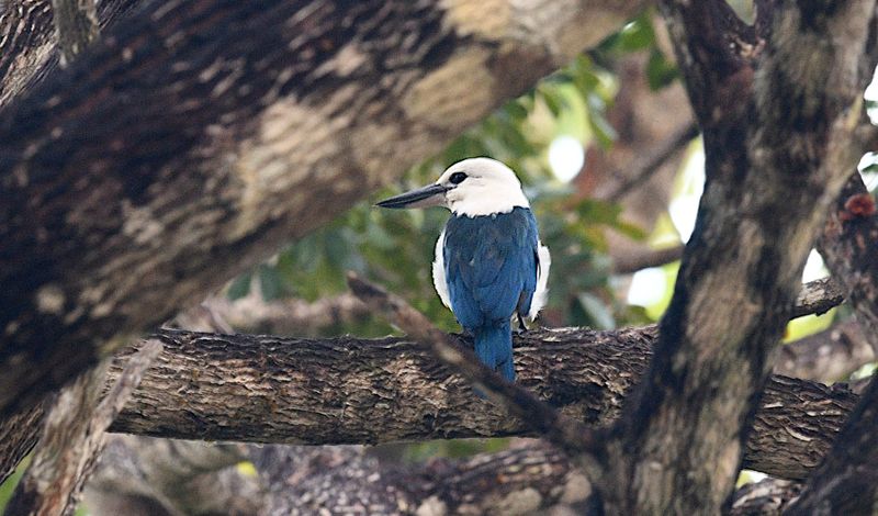 Beach Kingfisher