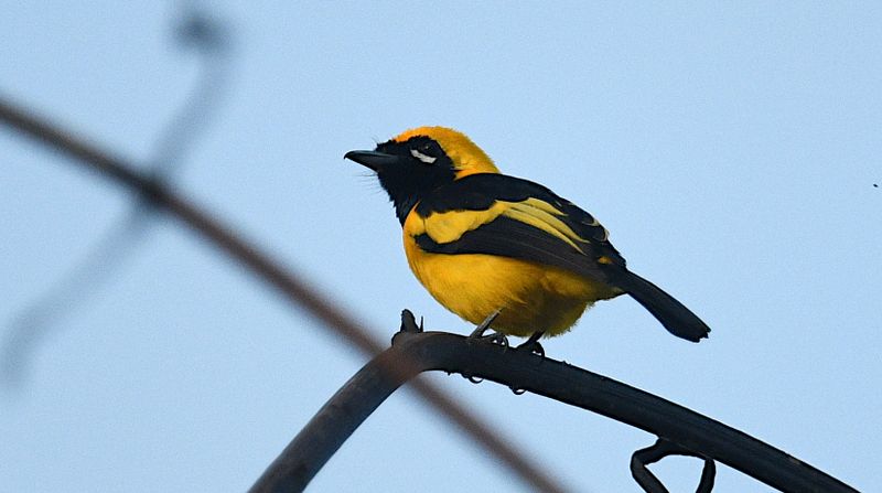 Golden Monarch