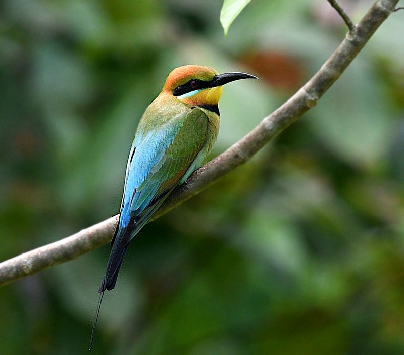Rainbow Bee-eater