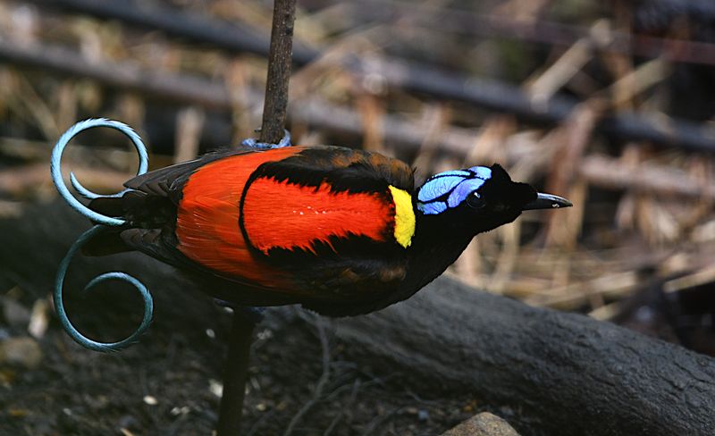 Wilson's Bird of Paradise