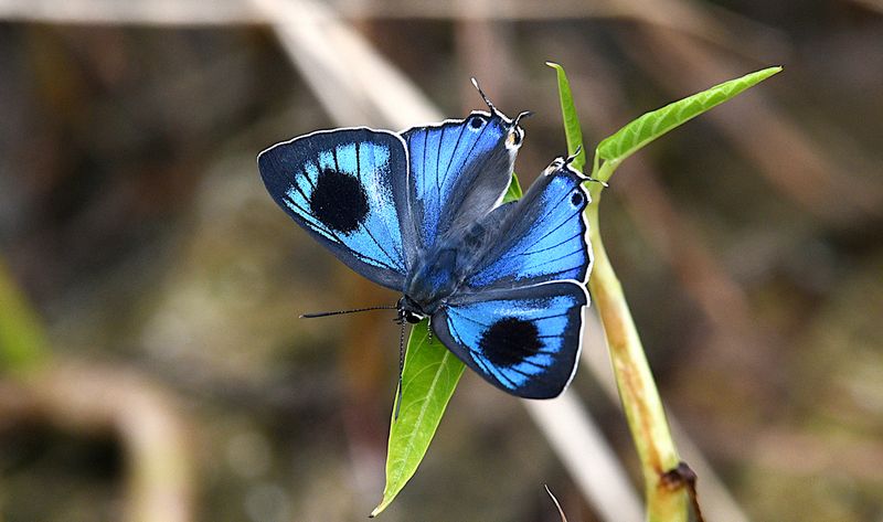 Black-spotted Flash (Hypolycaena phorbas)