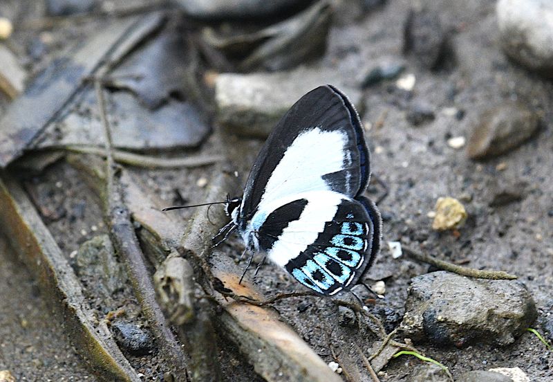 Tailed Green-banded Line Blue (Nacaduba cyanea)