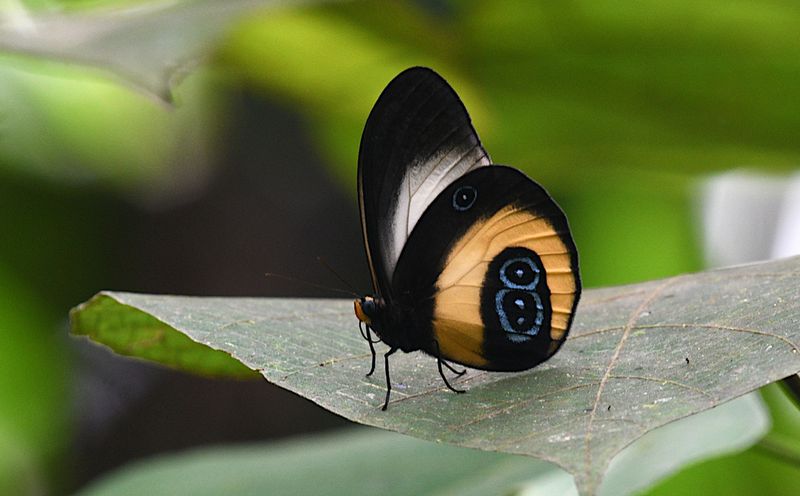 Taenaris bioculatus