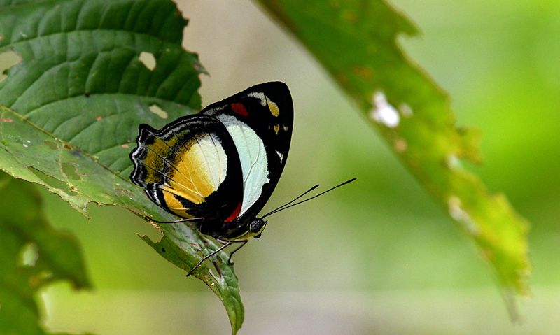 Jezebel Nymph (Mynes geoffroyi)