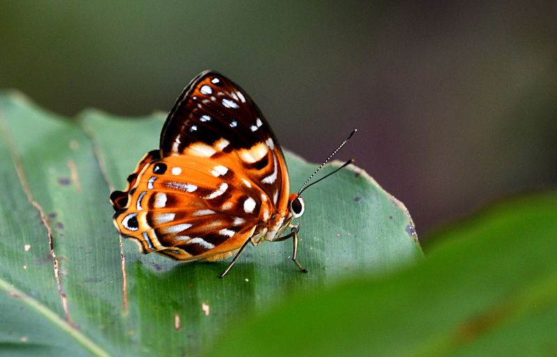 Dicallaneura decorata