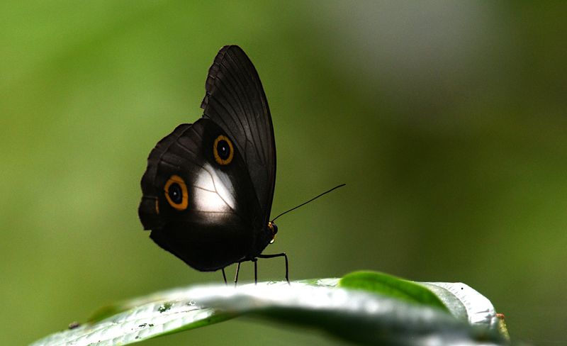 Taenaris dioptrica