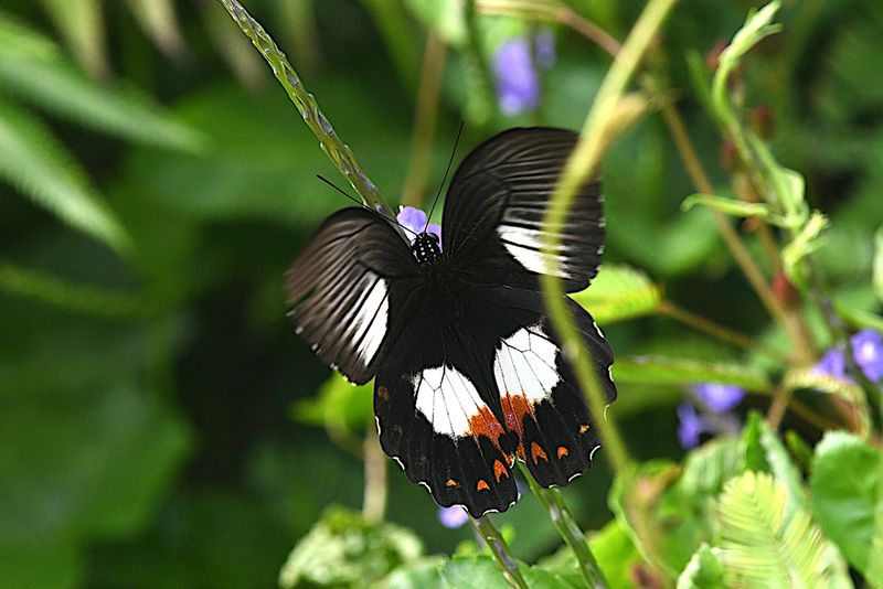Ambrax Swallowtail (Papilio ambrax)