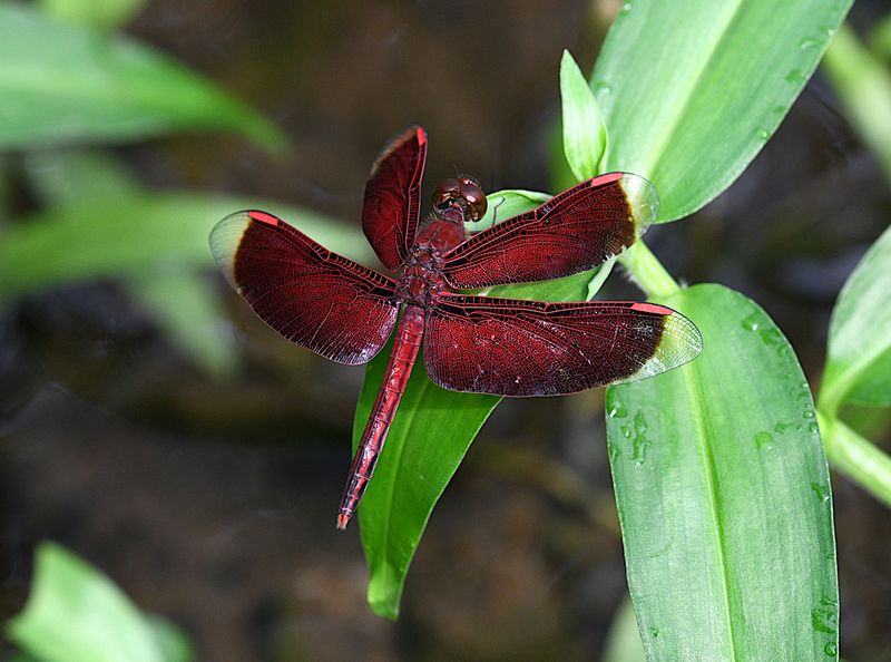 Painted Grasshawk (Neurothemis stigmatizans)