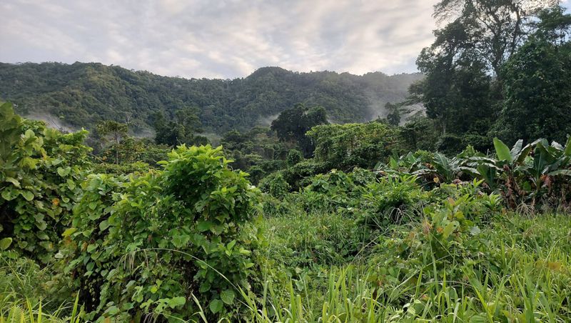 Greenery