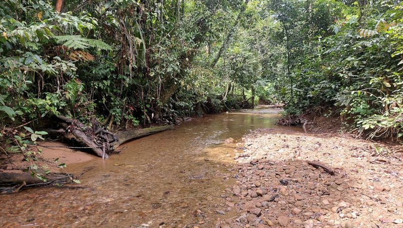 A stream inside the forest about 200m from the house. 