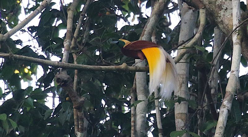 Lesser Bird of Paradise