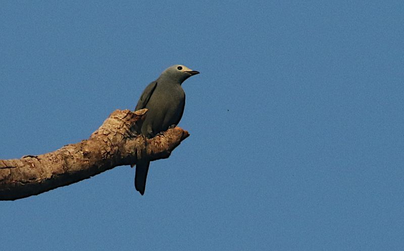 Boyler's Cuckooshrike